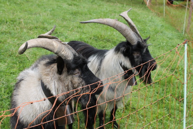 Tiere zum Streicheln Tiere zum Streicheln