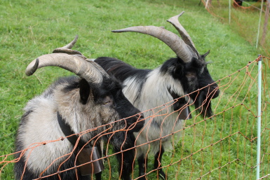 Tiere zum Streicheln